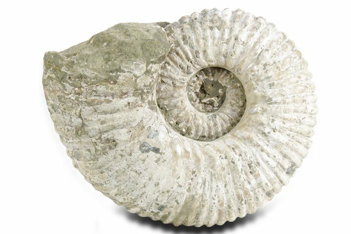 Large, Bumpy Ammonite (Douvilleiceras) Fossil - Madagascar #361128